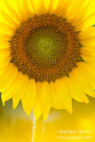 _ADR1701 sunflower cw.jpg