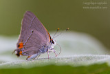 _MG_6662 butterfly lick w.jpg