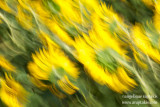 _ADR1810 liquid sunflower cw.JPG