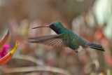 hummingbird-broadbilled2836-1024.jpg