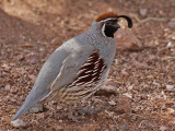 quail-gambels1938-1024.jpg