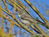 vireo-plumbeous1562-1024.jpg