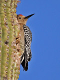 woodpecker-gila0325-800.jpg