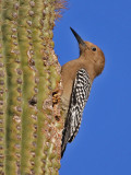 woodpecker-gila0329-800.jpg