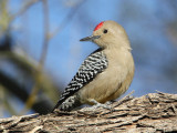 woodpecker-gila1589-1024.jpg