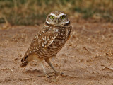 owl-burrowing2900-1280.jpg