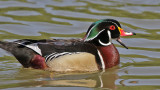 duck-wood9495-1024.jpg