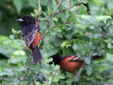 oriole-orchard8731-1024.jpg