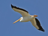 pelican-white1800-1024.jpg