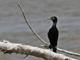 cormorant-neotropic2830-1024s.jpg