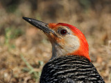 woodpecker-redbellied6300-1024.jpg