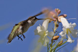 hummingbird7031-1024.jpg