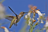 hummingbird7029-1024.jpg