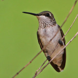 hummingbird-blackchinned7270-800.jpg