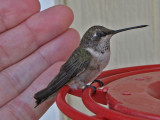hummingbird2435-1024.jpg