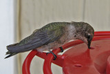 hummingbird2439-1024.jpg