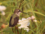 hummingbird-blackchinned3801-1024.jpg
