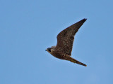 falcon-peregrine6510-1024.jpg