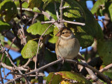 sparrow-claycolored0976-800.jpg