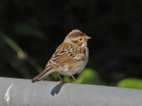 sparrow-claycolored0967-800.jpg