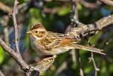 sparrow-claycolored0947-800.jpg