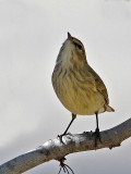 warbler-palm1940-800b.jpg