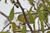 warbler9574-800b.jpg