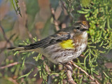 warbler-yellow-rumped1165-1024.jpg