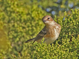 warbler-yellowrumped-myrtle1373-1024.jpg