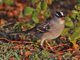 sparrow-whitecrowned3501-1024.jpg