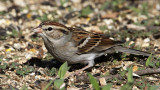sparrow-chipping2665-1024.jpg