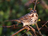 sparrow-song3412-1024.jpg