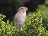 sparrow-field2034-1024.jpg