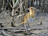 sparrow-nelsons-sharptailed1158-1024.jpg