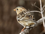 sparrow-harris7704-1024.jpg