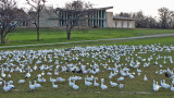 geese-snow2793-1024.jpg