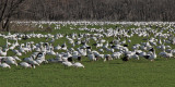 geese-snow6464-1024.jpg