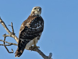 hawk-redtailed6669-1024.jpg