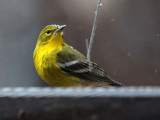 warbler8717-1024.jpg