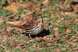 sparrow-fox0442-1024.jpg