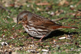 sparrow-fox0453-1024.jpg