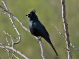 phainopepla1074-1024.jpg