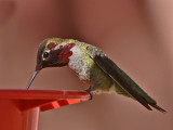 hummingbird-annas0293-1024.jpg