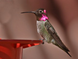 hummingbird-annas0353-1024.jpg