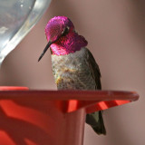 hummingbird-annas0428-800.jpg