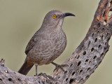 thrasher-curvebilled3207-1024.jpg