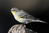 warbler-audubon2802-1024.jpg