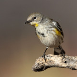 warbler-yellowrumped3064-800.jpg