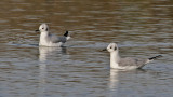 gull-bonapartes9094-1024.jpg