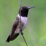 hummingbird-blackchinned1917-800.jpg